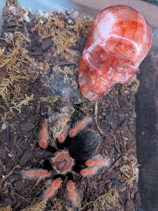 Carnelian Skull